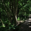 walk-in-waimea-065